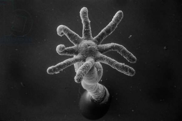 Kraken зеркала kr2web in